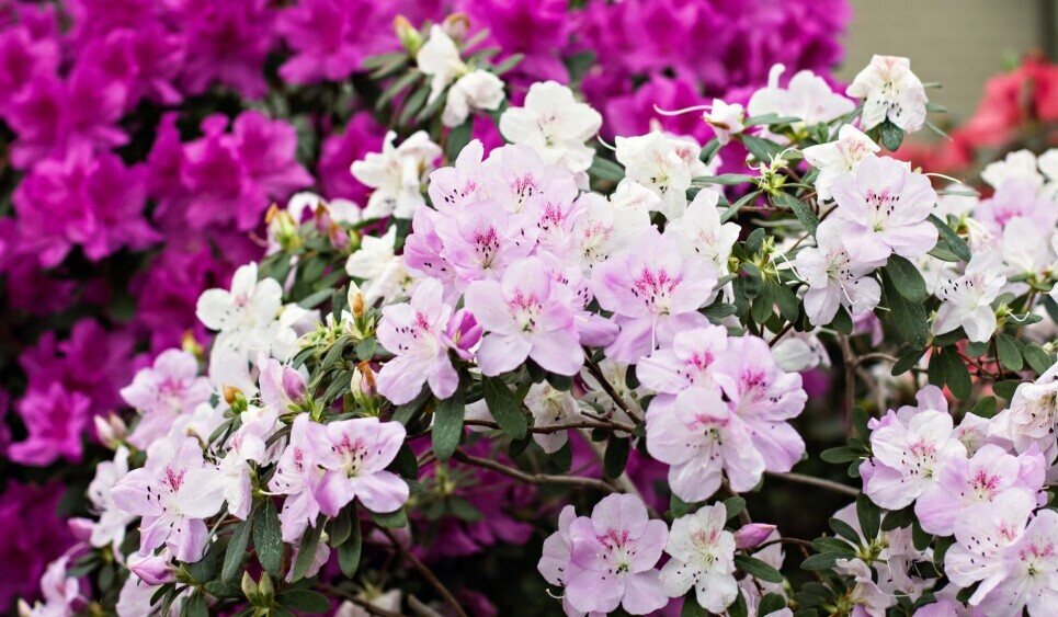Azaleas