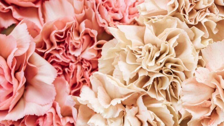 Fall In Love With These Pink Flower Types 💕🌼 (With Names & Pics!)