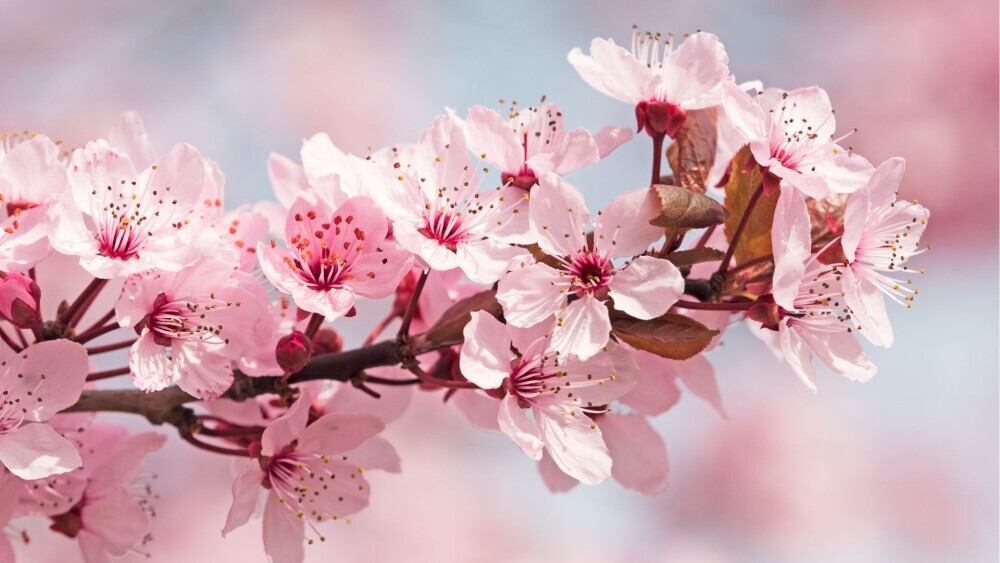 Cherry Blossoms