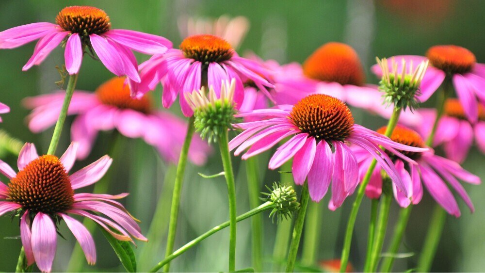 Coneflowers (Echinacea)