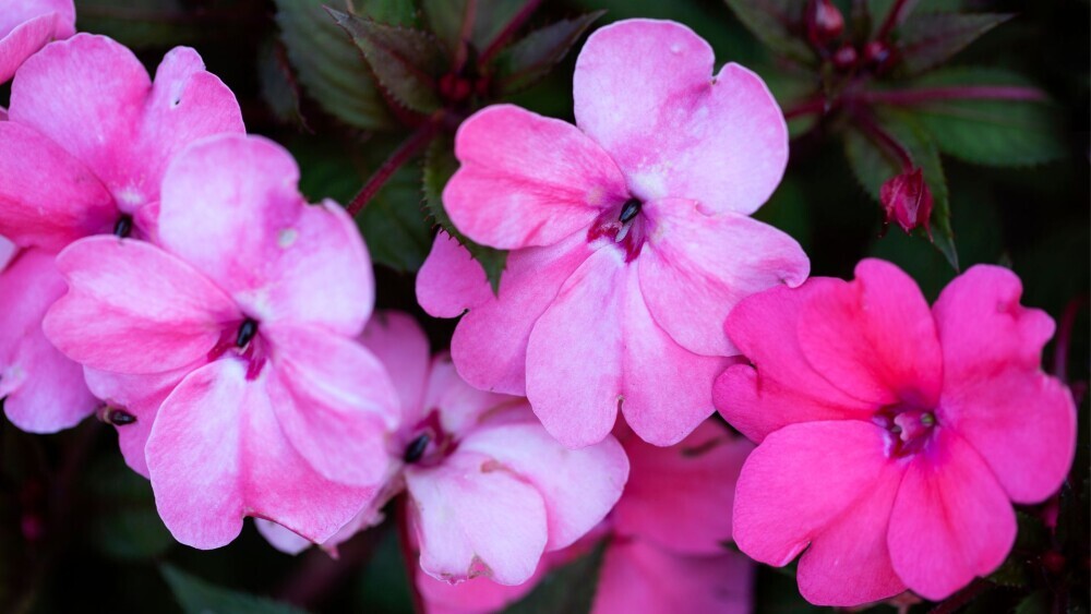 Impatiens
